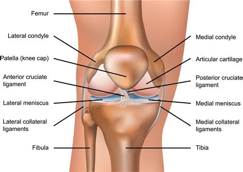 Detailed Anatomy Of The Knee Joint My Xxx Hot Girl
