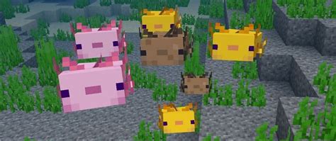 Axolotl In Minecraft Everything Players Need To Know Highland County