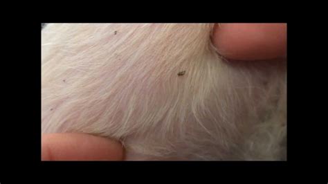 Are Dog Fleas Visible To The Human Eye