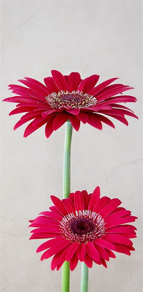 Portsmouth Flower Delivery - NEXT DAY FREE DELIVERY