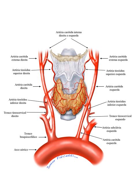 Place your hands on either side of your neck, and you can feel your pulse in your carotid arteries. ArtStation - neck arteries, junior falcetti