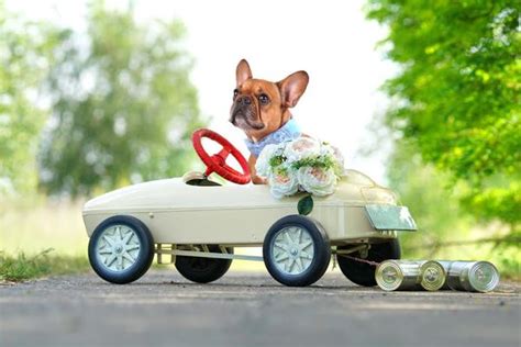 Rover The Ring Bearer How To Train A Dog For Your Wedding