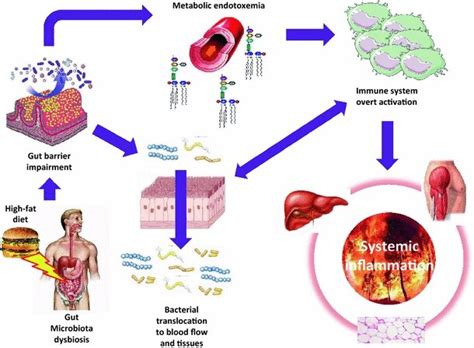 The Inflammatory Burn Gut Microbiota Dysbiosis And The Origin Of