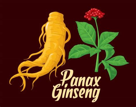 Ginseng Illustrations Royalty Free Vector Graphics And Clip Art Istock
