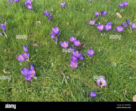 Spring Flowering Bright Purple Crocus Flowers Growing On A Lawn In A