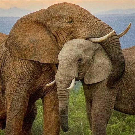Elephant Hugs Wild Elephant Elephant Lover Elephant Art Elephant