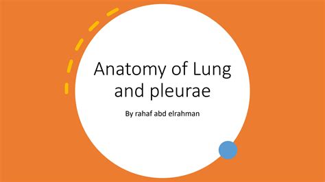 Solution Anatomy Of Lung And Pleurae Studypool
