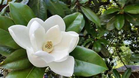 White Southern Magnolia Flower In Bloom On Tree Atlanta Georgia Stock