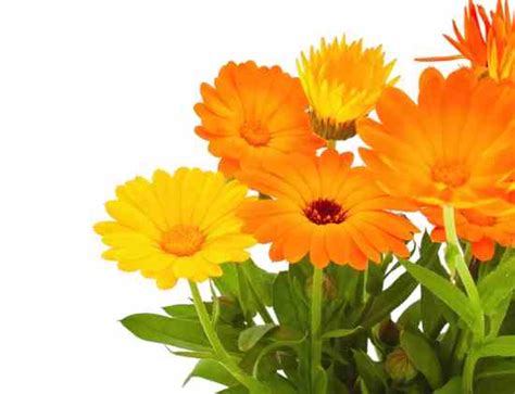 Marigolds are one of the more common annual flowers and with good reason. The Garnish Garden: Growing Edible Flowers - Grow - Herb ...