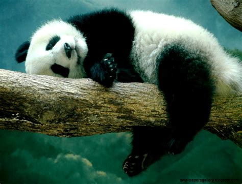 Baby Pandas Sleeping In Crib Wallpapers Gallery