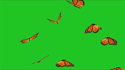 Butterfly Butter Flies Flying Butterflies Freegreenscreen Greenscreen Copyrightfree