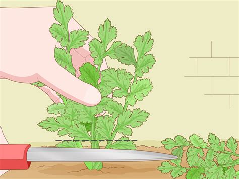 Table of contents how to grow parsley from cuttings things you'll need 00:45 step 1 01:00 step 2 01:24 step 3 01:34 step 4 01:45 step 5 01:59 step 6 02:15 step 7 02:30 step 8. How to Grow Parsley from Cuttings: 13 Steps (with Pictures)
