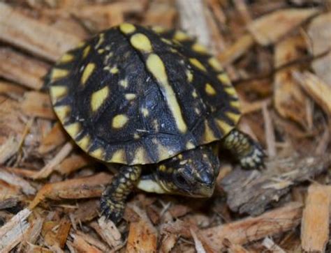 I have flawless pairs of eastern box turtles for sale. Baby Eastern x Three Toed Box Turtles for sale