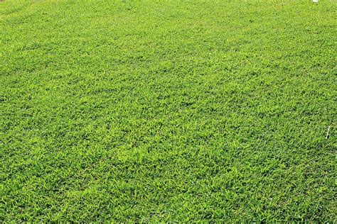 3840x2160px Free Download Hd Wallpaper Green Grass Field Grass
