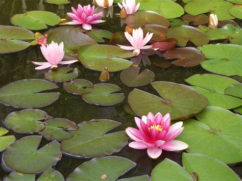 Purple Water Lily Aquatic Plant In Pond Free Image Download