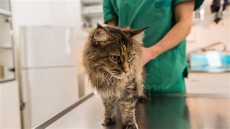 Vaginitis Vaginal Inflammation In Cats Petmd