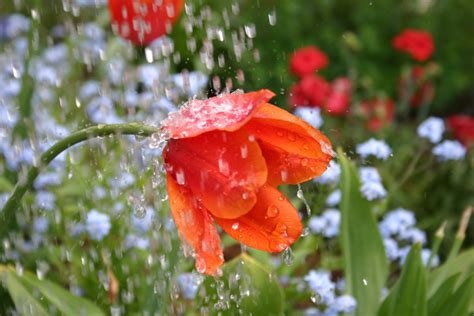 Raining Flower Free Photo Download Freeimages