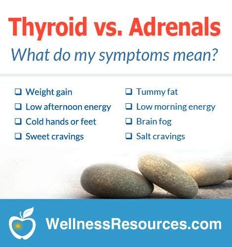 Low Thyroid Vs Adrenal Fatigue Artofit