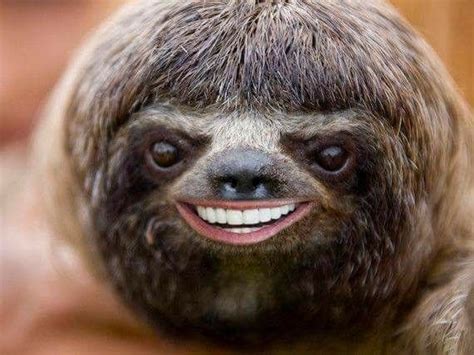 Heres A Funny Picture That Will Make You Laugh Sloth Cute Sloth