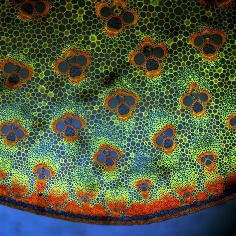 30 Images Of Life Under A Microscope Things Under A Microscope