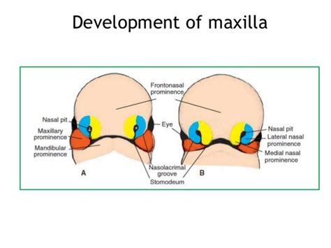 Growth Of Maxilla