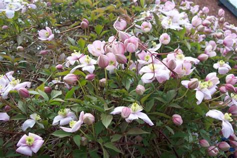 Maybe you would like to learn more about one of these? Hardy climbers | MandyCanUDigIt