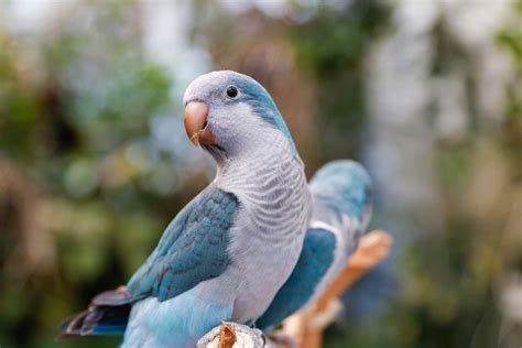 Les Principales Esp Ces De Perroquets Bleus Garder Comme Animaux De