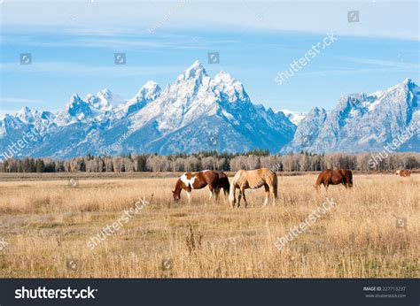 Horses Grazing Grand Teton National Park Stock Photo 227713237