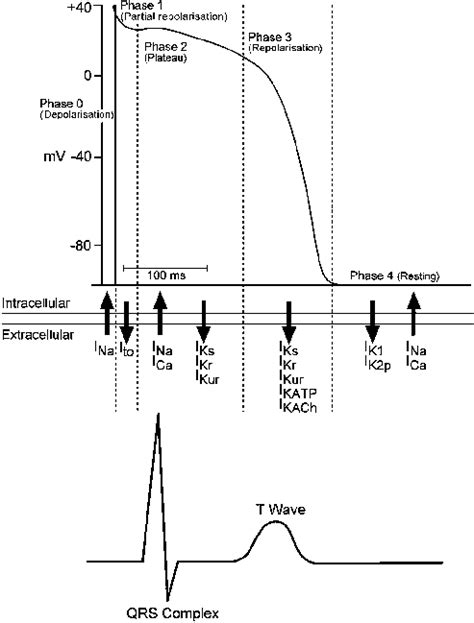 Ventricular Action Potential Phases