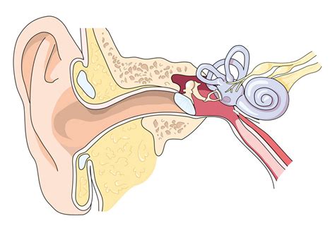 Structure Of The Human Ear Diagram Quizlet