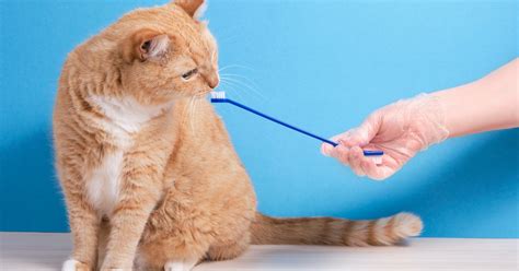 The 4 Best Cat Toothbrushes