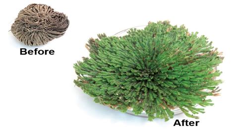 Resurrection plant, name for several plants, usually of arid regions, that may apparently be brought back to life after they are dead. Resurrection plant | Selaginella lepidophylla | An amazing ...