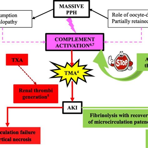 Proposed Physio Pathological Mechanisms For Complement Activation In