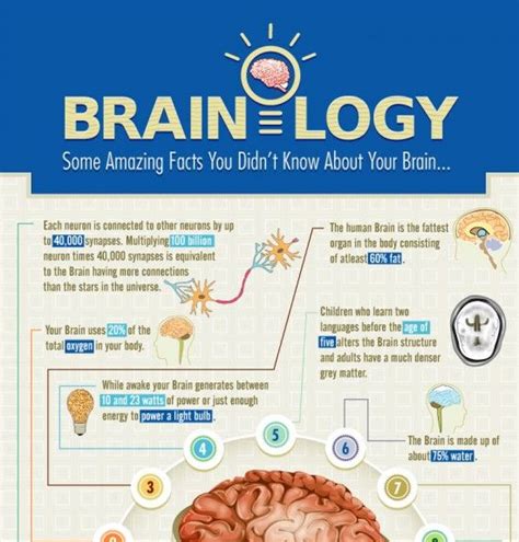 Brain Infographic Archives E Learning Infographics Brain