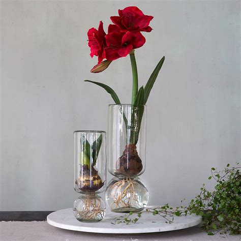 Recycled Glass Bulb Vase | Bulb vase, Amaryllis bulbs, Spring bulbs