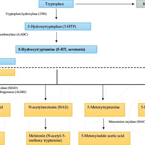 Biosynthesis And Metabolic Pathways Of Serotonin Download Scientific