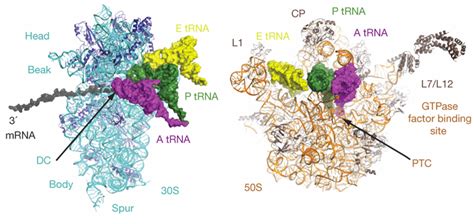 Mapping Figure 1 Ribosome 30s Subunit And 50s Subunit Nature Com