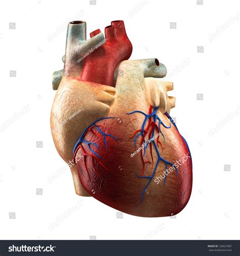 Anatomy Human Heart Isolated On White Stock Illustration
