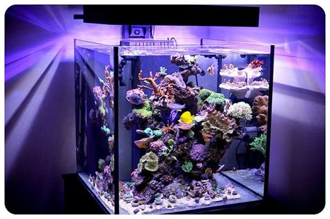 Rimless Aquarium Cube Rin Aquarium Fish
