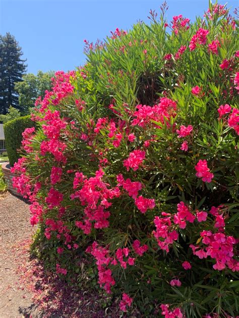 Rio#10 hanging basket dipladenia flowering annual shrub with red, pink, white and raspberry splash blooms. Large pink flowering bushes in 2020 | Pink flowering ...