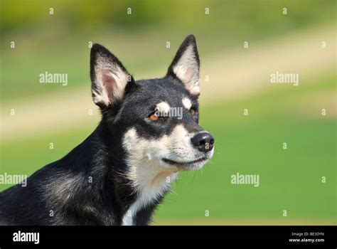 Lapponian Herder Lapinporokoira Lapp Reindeer Dog Portrait Stock