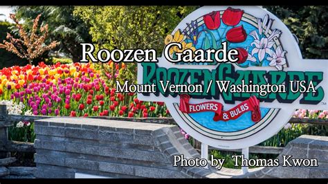 Roozen Gaard Tulip Skagit Valley Tulip Field Mount Vernon Wa Usa