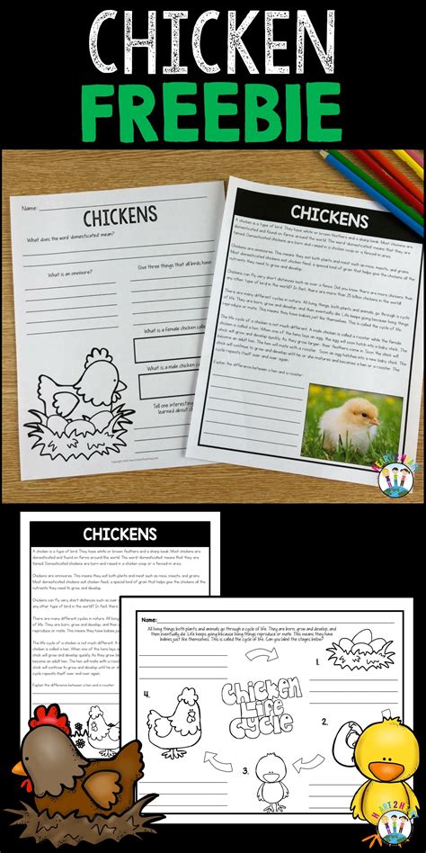 All About Chickens And Life Cycle Of A Chicken Freebie Weather