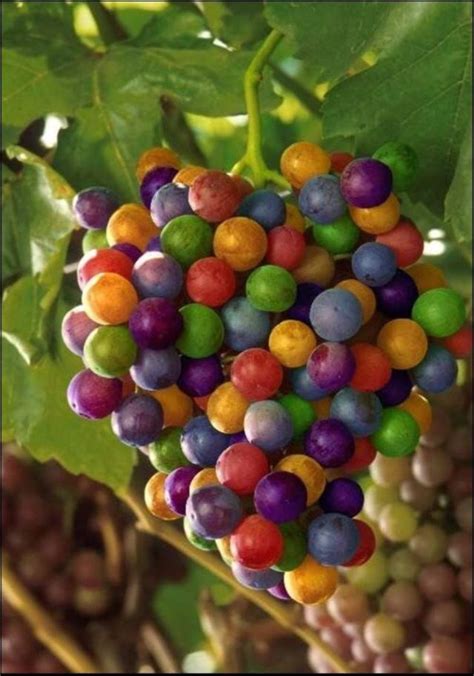 All Colors Grapes Rainbow Grape Fruit Plants Grapes