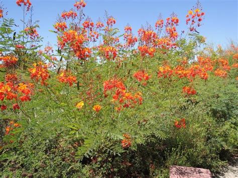 Here's our pick of the top 7 native arizona plants to use in landscaping and the ways you can utilize them to their fullest: flowering plants - Picture of Arizona-Sonora Desert Museum ...