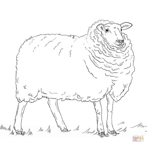 Ausmalbilder Schaf