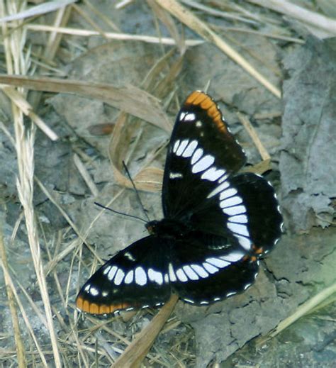 Black Orange And White Butterfly Limenitis Lorquini Bugguidenet