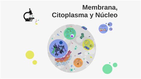 Membrana Citoplasma Y Núcleo By Jose Enriquez On Prezi
