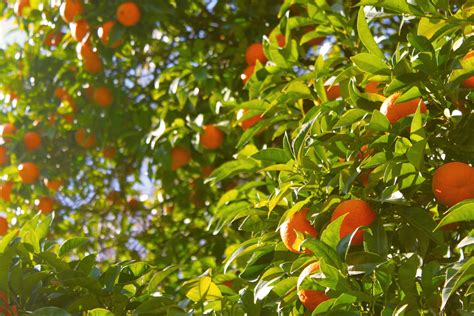 Free Images Branch Farm Fruit Sunlight Leaf Flower Orange Tree