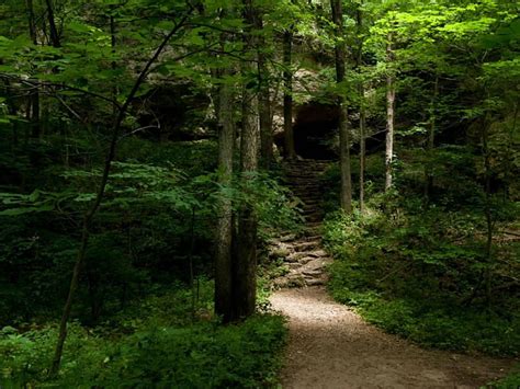 1170x2532px 1080p Free Download Steps To A Cave In The Forest Green